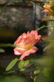 Rose, Environs de Fontainebleau, 2012